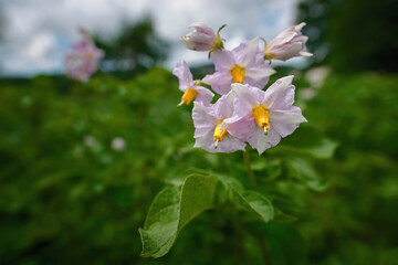 Fototapeta premium Purple potato flowers blooming macro shot, potato flowers on farm field. Potato plant bush with blossom flowers. Potatoes plants with purple flowers growing on farmers field. Flowering plant