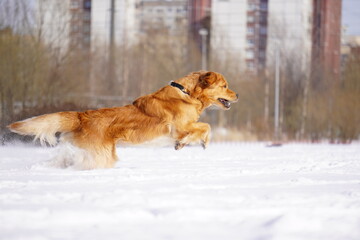 golden retriever in the snow run