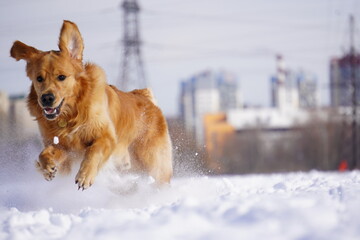 golden retriever in the snow run