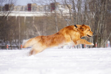 golden retriever in the snow run