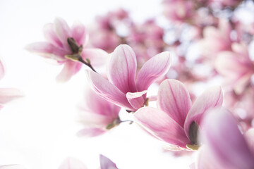 Fototapeta na wymiar Blooming branch of magnolia tree in spring time. Close up