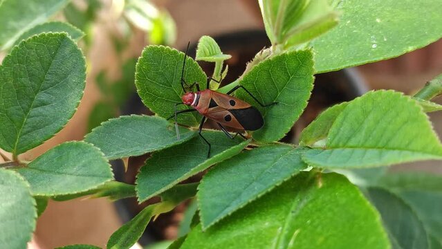 Dysdercus cingulatus or red cotton stainer perches on a rose leaf