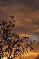Silhouette of a magnolia tree with unopened buds against a dark, fiery cloudscape at sunset with copy space. Environmental disaster graphic resource concept, sky on fire with tree silhouette in front