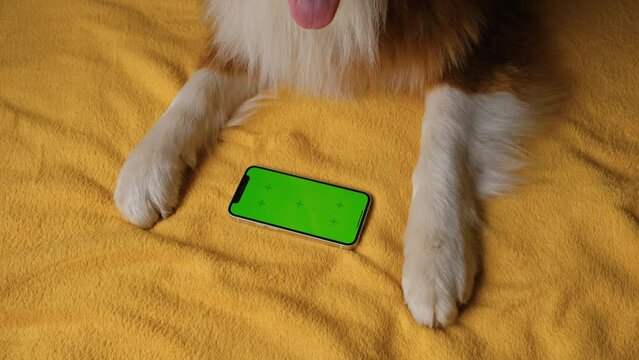 Australian Shepherd lies on yellow blanket next to smartphone with green screen. Online shopping delivering animal food. Advertising of goods for dogs, puppies, domestic pets. Chroma key for mock up.