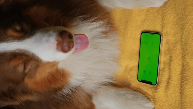 Australian Shepherd lies on yellow blanket next to smartphone with green screen. Online shopping delivering animal food. Advertising of goods for dogs, puppies, domestic pets. Chroma key for mock up.