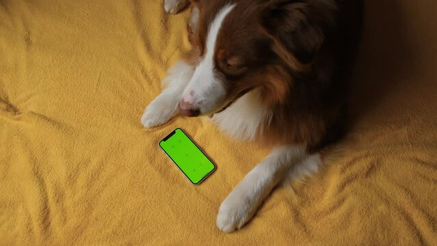 Australian Shepherd lies on yellow blanket next to smartphone with green screen. Online shopping delivering animal food. Advertising of goods for dogs, puppies, domestic pets. Chroma key for mock up.