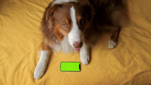 Australian Shepherd lies on yellow blanket next to smartphone with green screen. Online shopping delivering animal food. Advertising of goods for dogs, puppies, domestic pets. Chroma key for mock up.