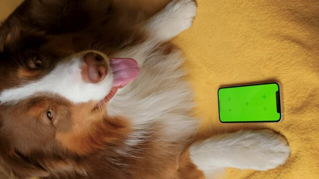 Australian Shepherd lies on yellow blanket next to smartphone with green screen. Online shopping delivering animal food. Advertising of goods for dogs, puppies, domestic pets. Chroma key for mock up.