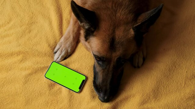 Advertising of goods for dogs, puppies, domestic pets. Chroma key for mock up. German Shepherd lies on yellow blanket next to smartphone with green screen. Online shopping delivering animal food.