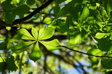 Fototapeta na wymiar Young leaves of chestnut against the sky