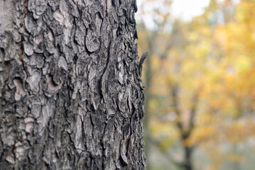 tree trunk in the woods