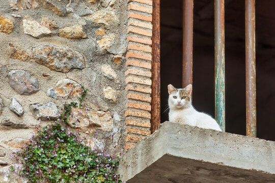 Stray Cat Relaxing on Balcony of Deserted Building in Oropesa del Mar, Spain