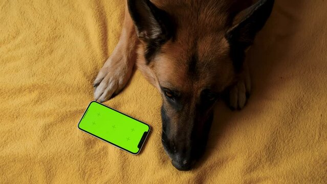 Advertising of goods for dogs, puppies, domestic pets. Chroma key for mock up. German Shepherd lies on yellow blanket next to smartphone with green screen. Online shopping delivering animal food.