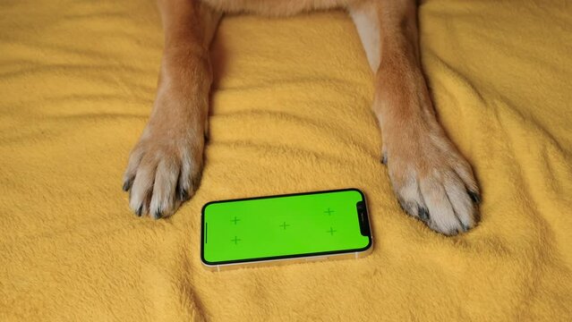 Advertising of goods for dogs, puppies, domestic pets. Chroma key for mock up. German Shepherd lies on yellow blanket next to smartphone with green screen. Online shopping delivering animal food.
