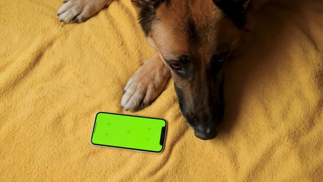 Advertising of goods for dogs, puppies, domestic pets. Chroma key for mock up. German Shepherd lies on yellow blanket next to smartphone with green screen. Online shopping delivering animal food.