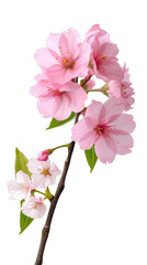 cherry blossom flower stalk , isolated on transparent background cutout , generative ai