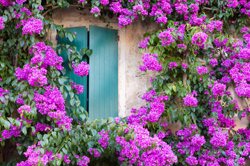 Blooming bouganville flower in summer season- exterior decoration of Italian home with traditional...
