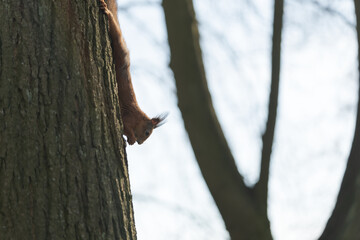 Squirrel on a tree trunk in spring