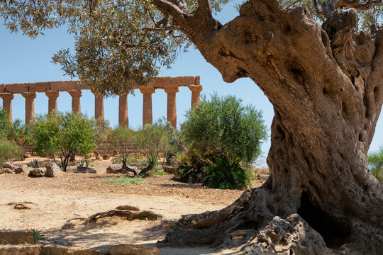 

Antico ulivo e il Tempio di Giunone Giunone del IV secolo A.C. Valle dei Templi di Agrigento Sicilia Italia
