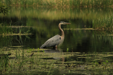 A Florida Great Blue Heron in a spring in Alafia State Park in Lithia Florida.