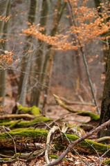Fallen trees in the forest with moss and fallen leaves in autumn