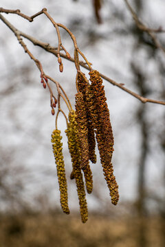 Selective focus. Alder earrings on a branch. Alder cones and earrings. Olkhova in spring