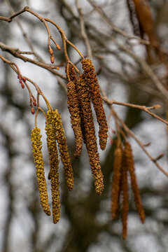 Selective focus. Alder earrings on a branch. Alder cones and earrings. Olkhova in spring