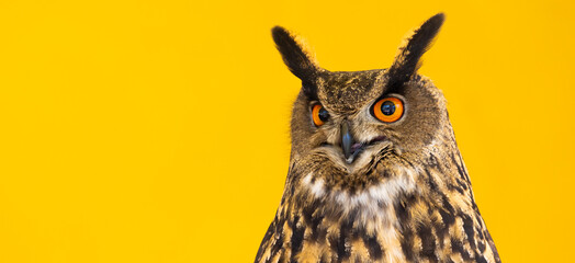Owl closeup looking at the camera. One animal, nobody, concept for wildness and wildlife.
