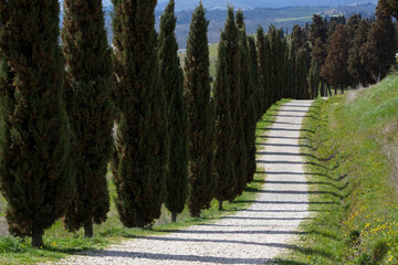 Certaldo Alto, Firenze. Viale con ombre di cipressi al parco di Canonica