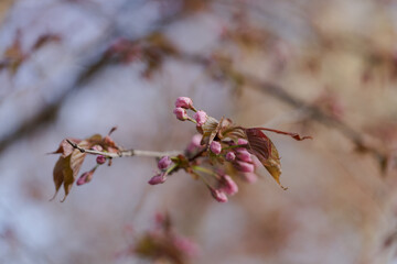 First flowers of blossoming sakura with warm light