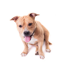 American Staffordshire Terrier isolated on a white background. Studio shot.