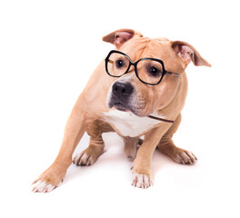 American Staffordshire Terrier isolated on a white background. Studio shot.