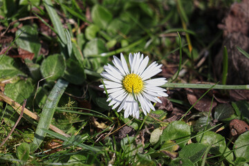 Gänseblume, Blüten, Blüte, Frühling, Gänseblümchen