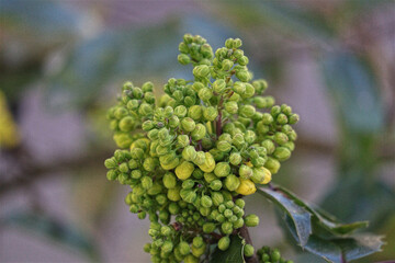 Stechpalme, Knospen, Blüten