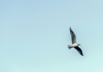 seagull in flight