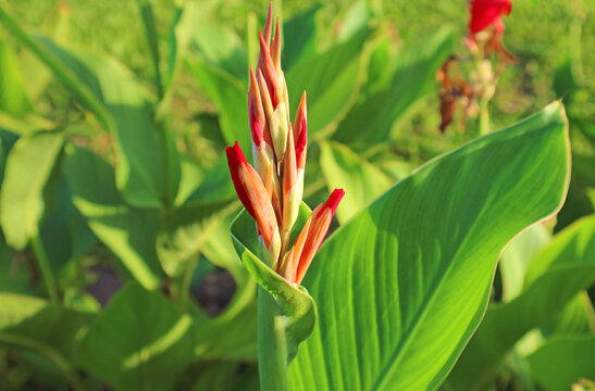 Closeup of Canna Lily Flower Buds Growing in the Sunlight