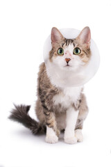 Cute cat wearing a cone collar on a white background. Isolated.