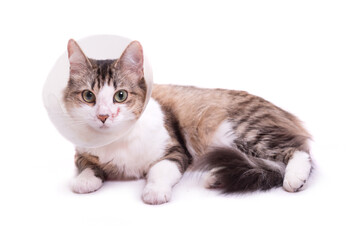 Cute cat wearing a cone collar on a white background. Isolated.