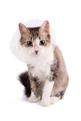 Cute cat wearing a cone collar on a white background. Isolated.