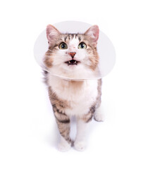 Cute cat wearing a cone collar on a white background. Isolated.