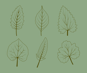 vector illustration design of various types of leaves