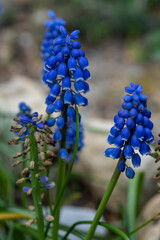 Muscaris au printemps