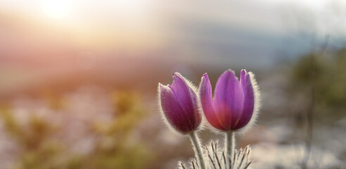 Dream grass spring flower. Pulsatilla blooms in early spring in forests and mountains. Purple...