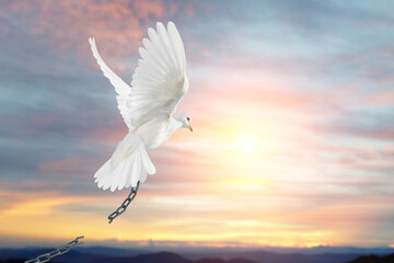White Dove Fly to sunset sky for break the chain to freedom.Peace Concept and international day of peace 2023
