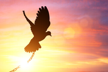 Silhiuette of Dove Fly to sunset sky for break the chain to freedom.Peace Concept and international day of peace 2023