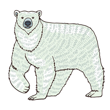 Red book Polar bear color vector character side view figure
