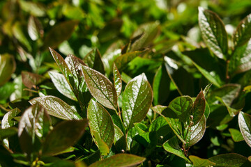 Rain drops on leaf. beautiful green shiny leaves of young greenery