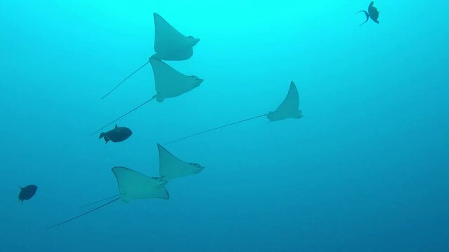 Eagle rays glide gracefully through blue water in a group
