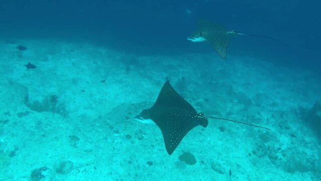 Spotted eagle rays glide gracefully through blue water along the reef