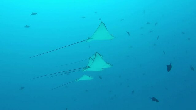 Eagle rays glide gracefully through blue water in a group